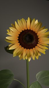 sunflower flower 3D model