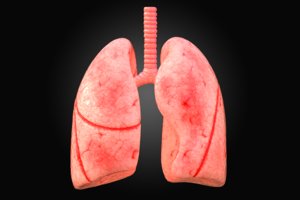 3D model arnold lungs