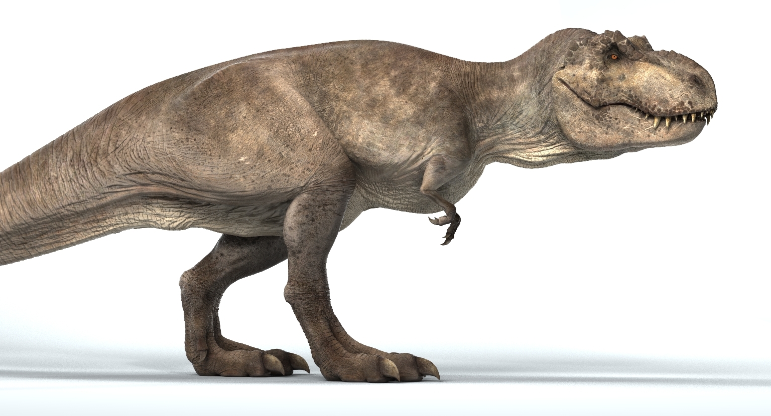 t rex 3d model