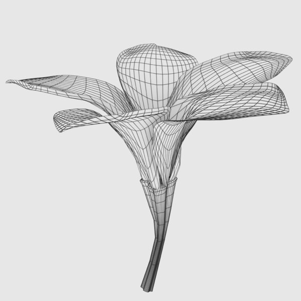 Kamboja flower frangipani 3D - TurboSquid 1154019