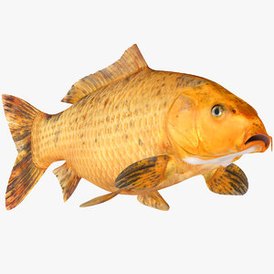 golden carp koi fish model