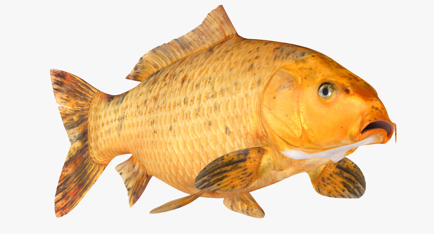 Golden carp koi fish model - TurboSquid 1154260