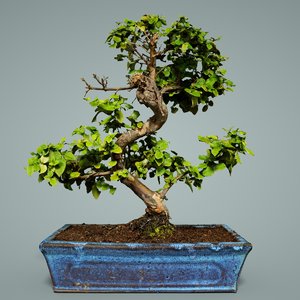 3D bonsai tree 6
