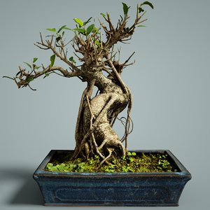 bonsai tree 3D model