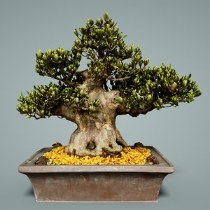 bonsai tree satsuki chinzan 3D