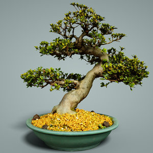bonsai tree satsuki model