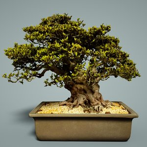 3D bonsai tree satsuki