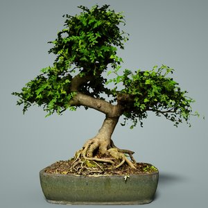 3D model bonsai tree