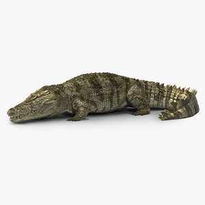 crocodile rigged 3D