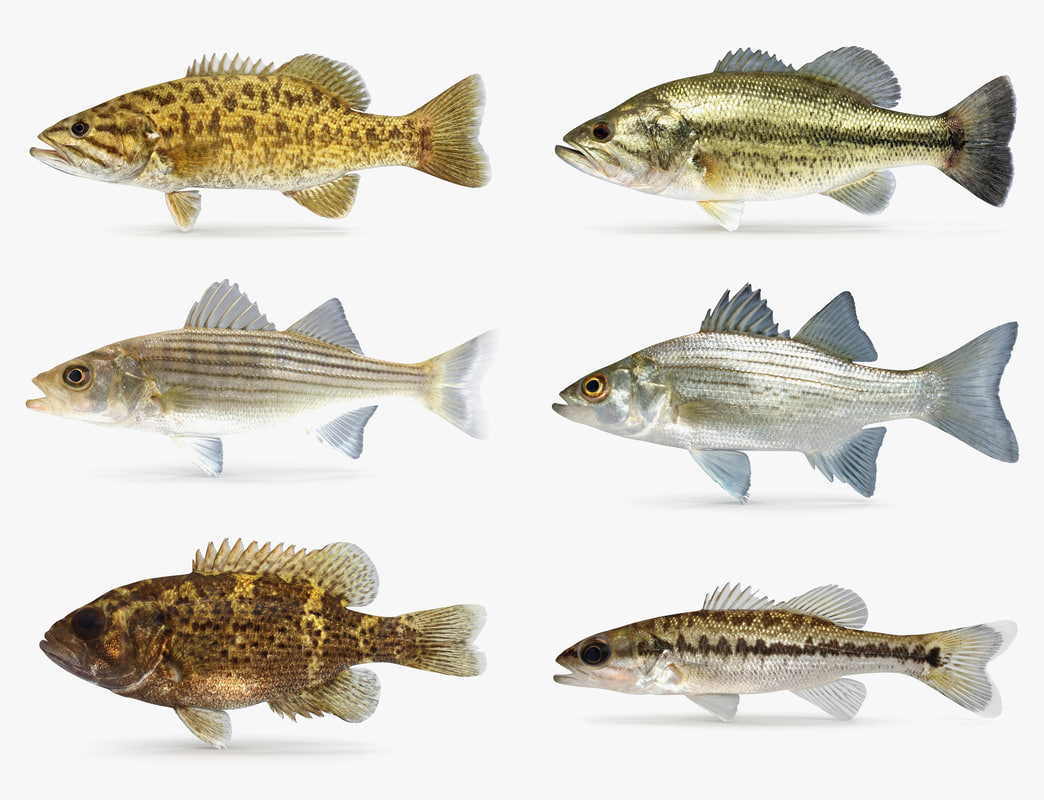 bass-smallmouth-largemouth-3d-turbosquid-1154588