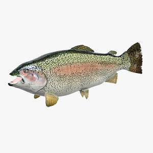 3D model rainbow trout