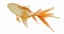 3D model goldfish 2 animation