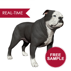 sample english bulldog real-time 3D model