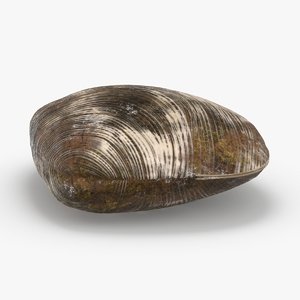 3D clam---clam-01