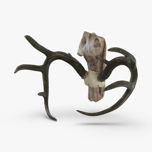 mounted-antlers-01 3D model