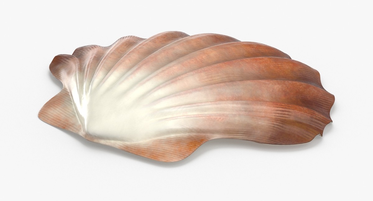 3D clam-shells---shell-02 - TurboSquid 