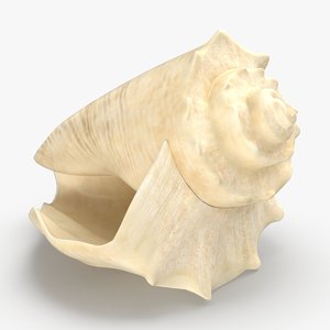 conch-shells---shell-03 3D