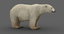 polar bear rigged fur model