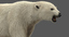 3D polar bear modeled animation