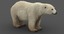 3D polar bear modeled animation