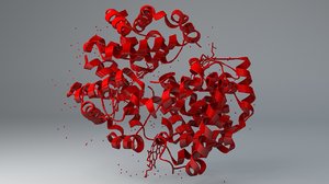 scientific hemoglobin structure 3D model