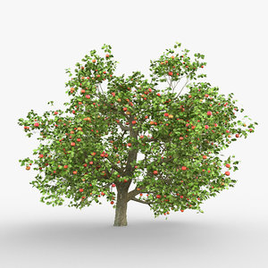 tree apple model