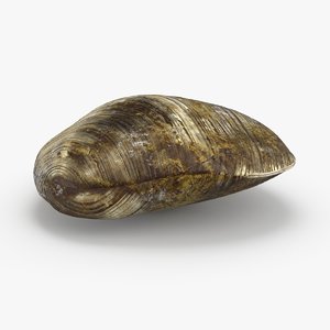 clam---clam-03 3D model