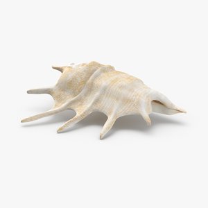 conch-shells---shell-01 3D model