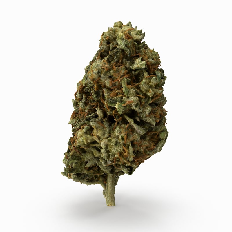  3D  model  cannabis bud TurboSquid 1156503