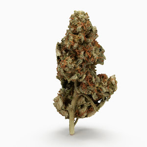 3D cannabis bud model