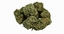 cannabis bud scan model