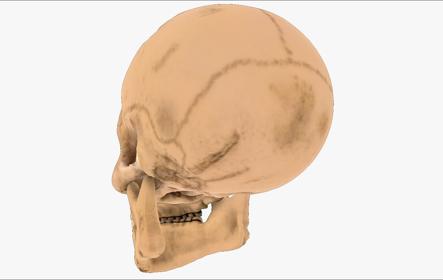 3D realistic skull head - TurboSquid 1156527