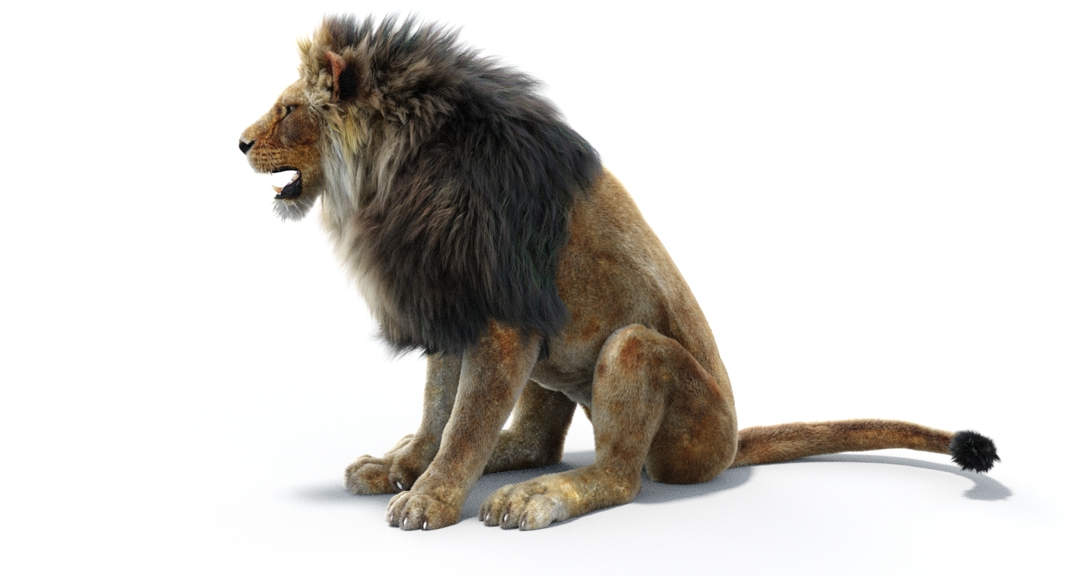 Lion 2 fur colors model - TurboSquid 1156859