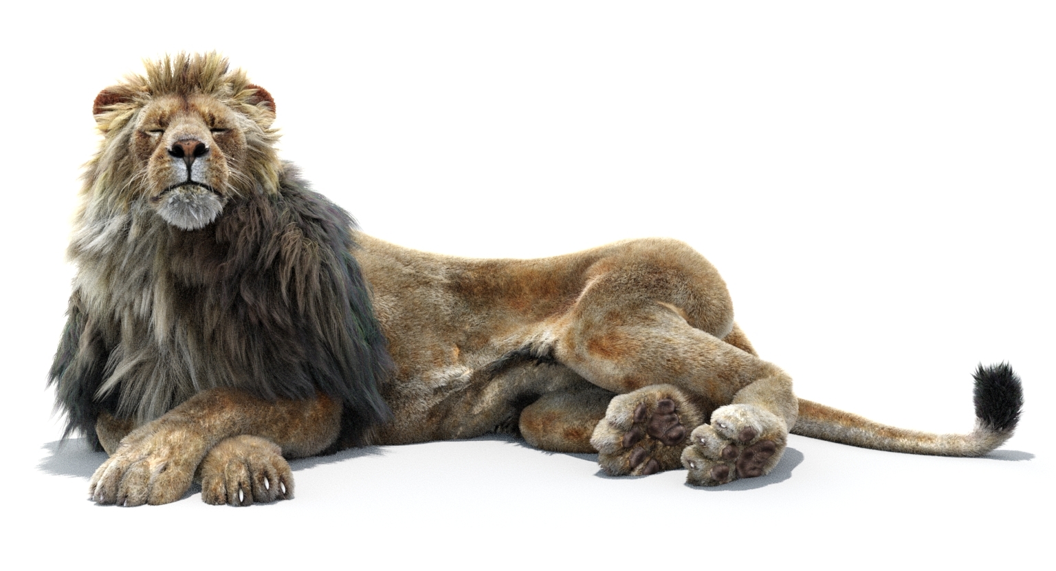 lion 2 animated, fur, two colors 3d model