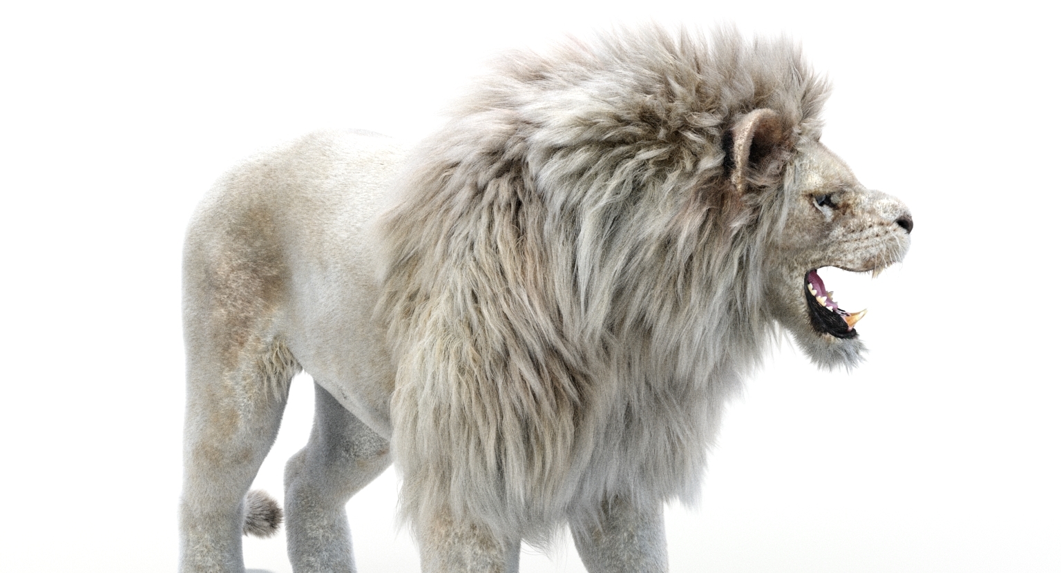 Lion 2 fur colors model TurboSquid 1156859