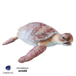 3D sea turtle