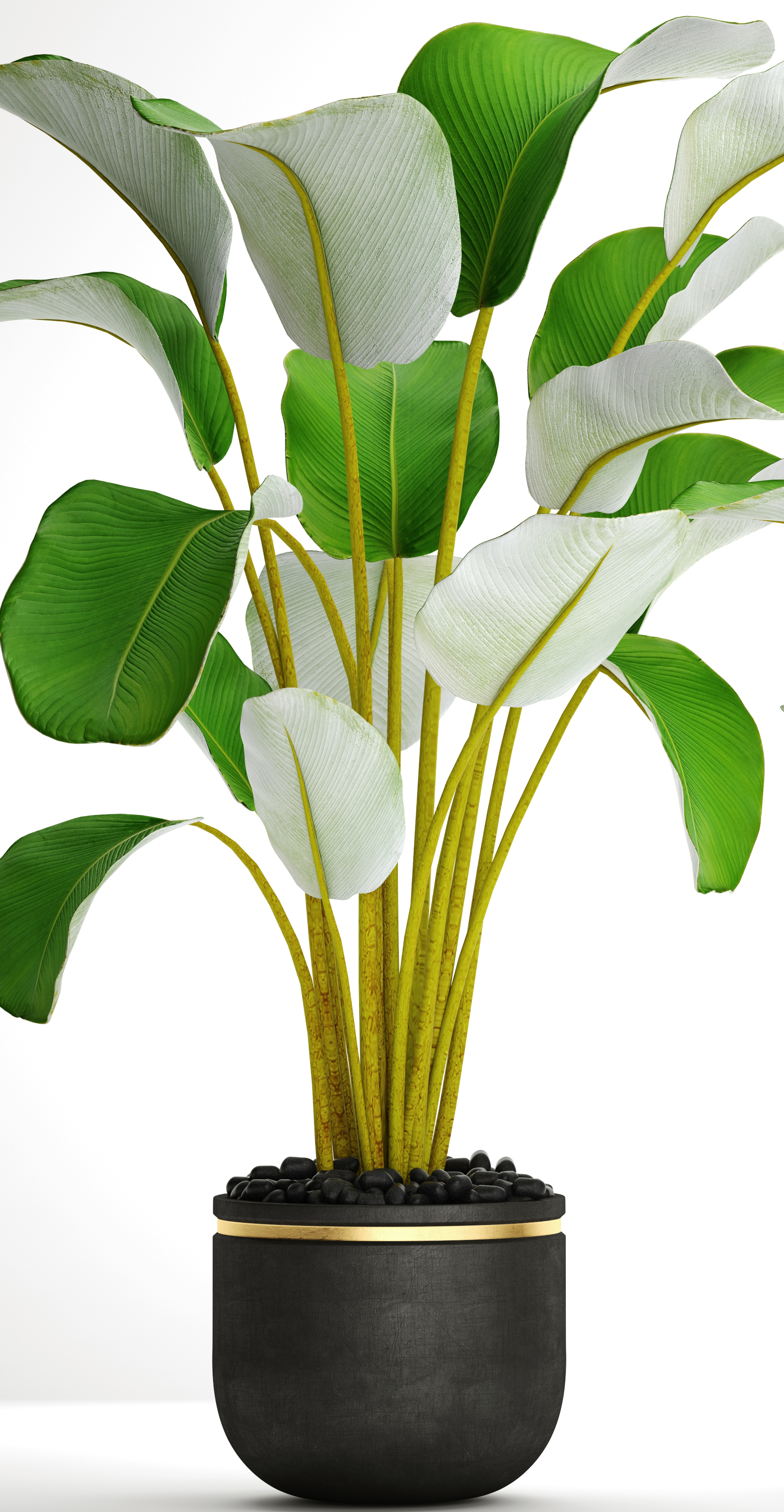 3d collection plants banana