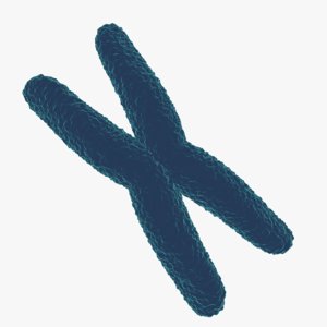 chromosome cell dna 3D model