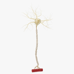 3D motor neuron