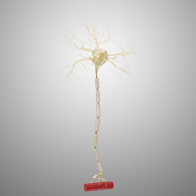 3d Motor Neuron Turbosquid 115