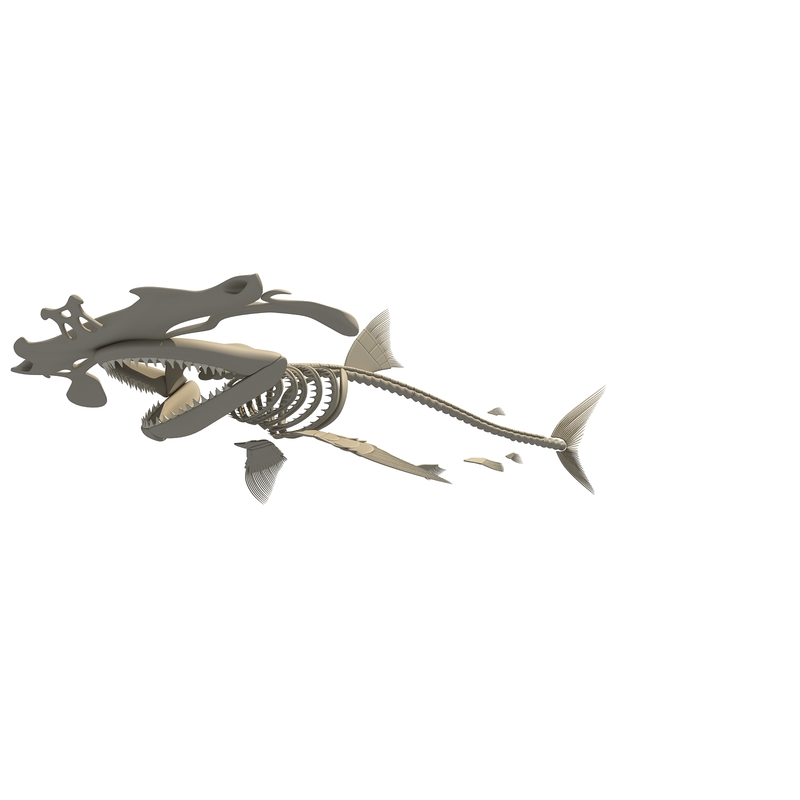 Hammerhead shark skeleton 3D model - TurboSquid 1158988