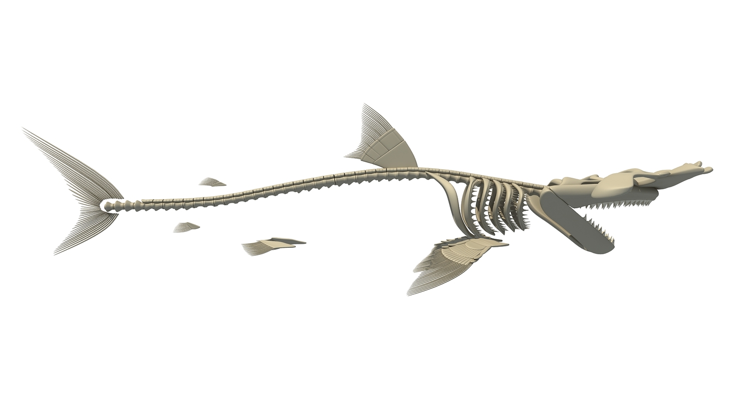 Hammerhead shark skeleton 3D model - TurboSquid 1158988