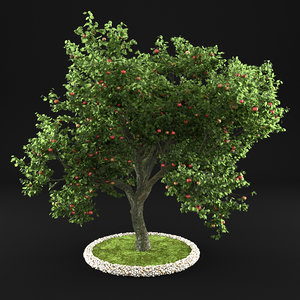 apple tree model