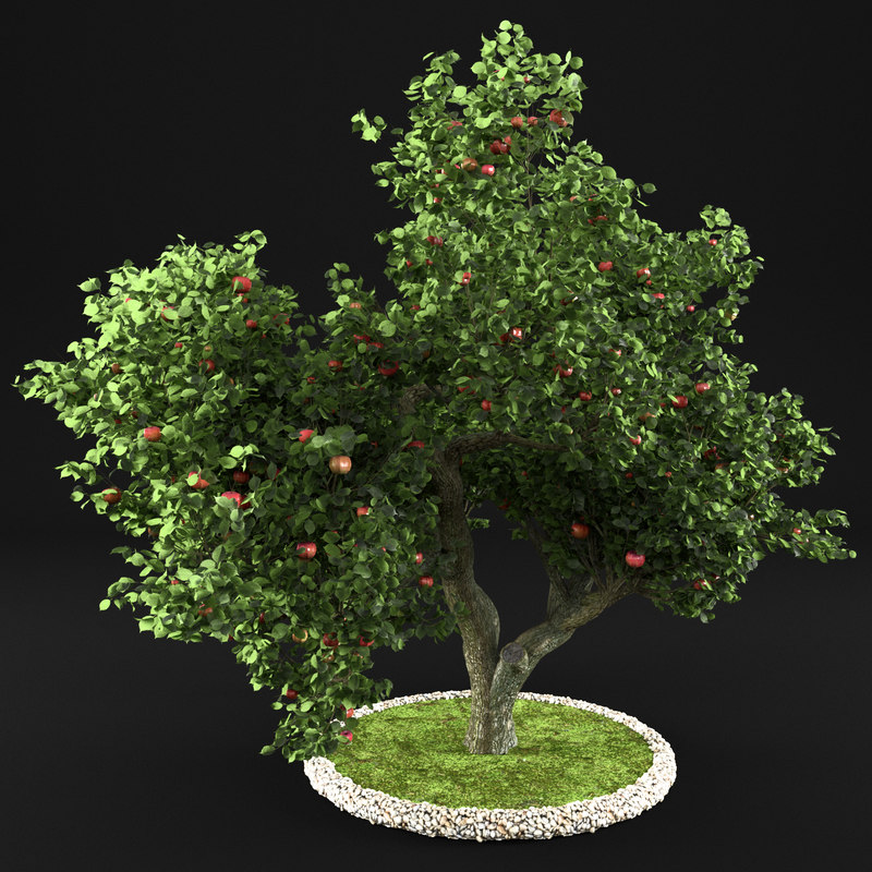 turbosquid.com/preview/001159/251/mi/3d-apple-tree-model_0.jpg