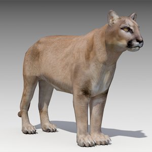 3D model cougar animations