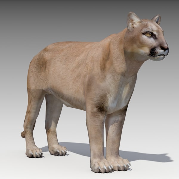 modelo 3d Puma animada - TurboSquid 1159348