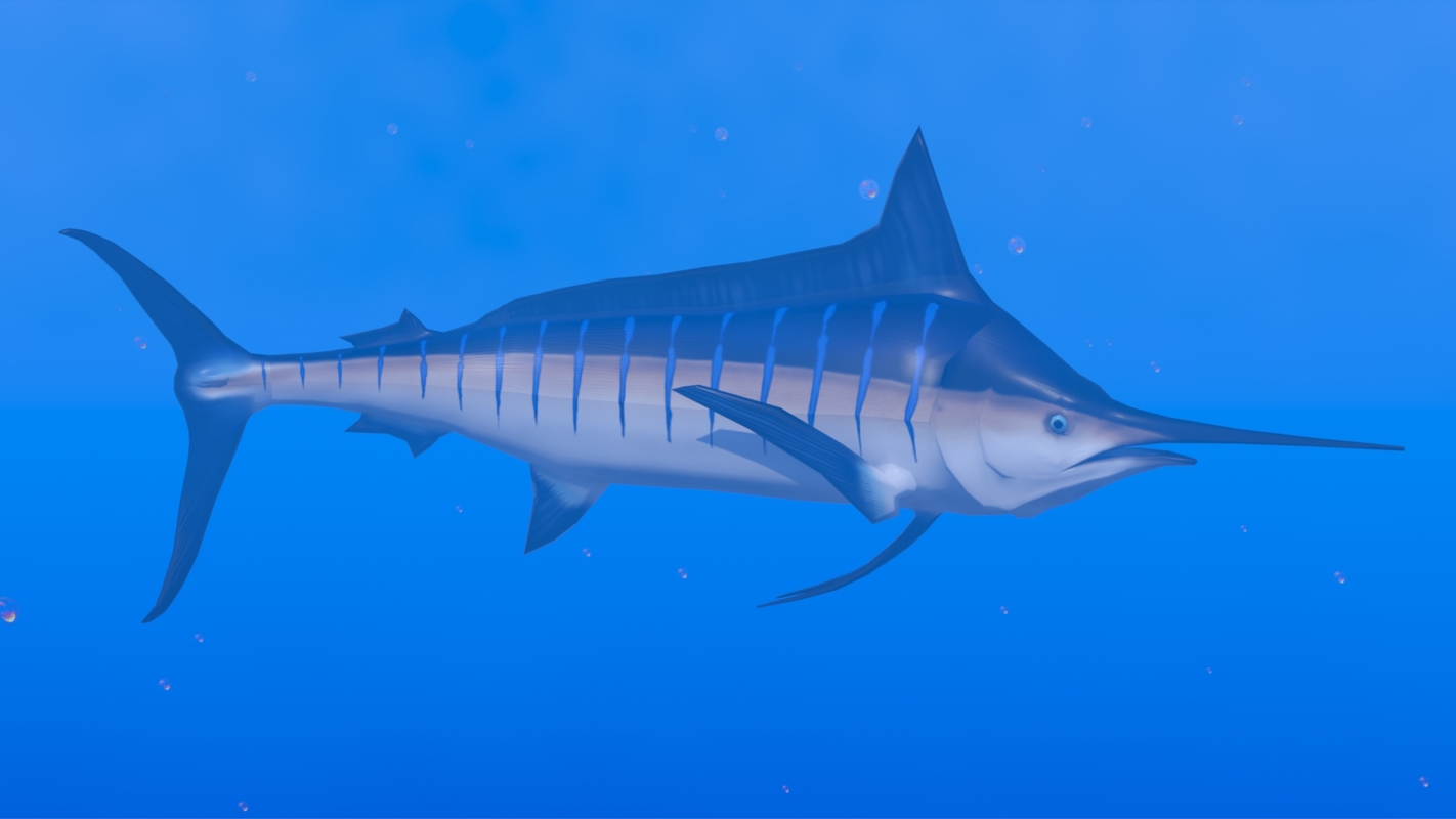 3D model blue marlin - TurboSquid 1159371