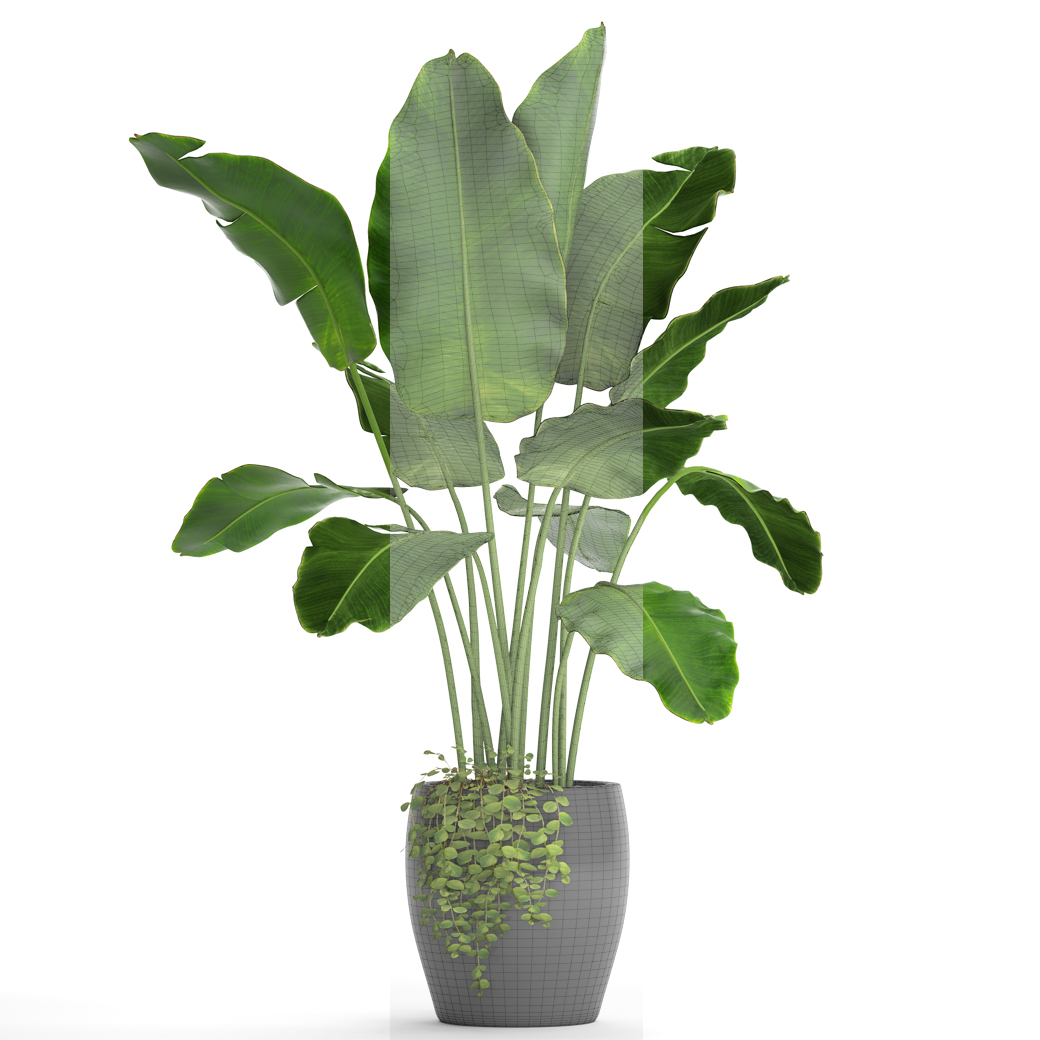 3D banana tree model - TurboSquid 1159689