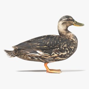 3D wild duck female model