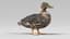 wild ducks 3D model